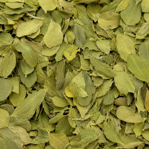 Feuilles de Jujubier